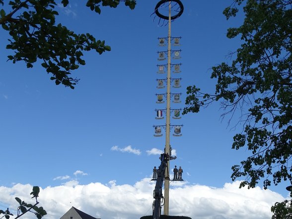 Maibaum stehend